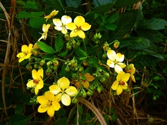 Senna hayesiana