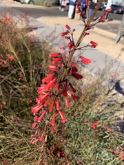 Russelia equisetiformis