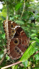 Morpho helenor peleides