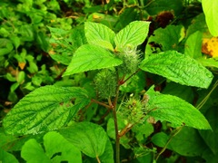 Acalypha arvensis