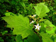 Solanum torvum