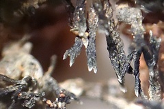 Aspicilia filiformis