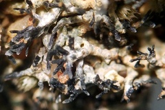 Aspicilia filiformis
