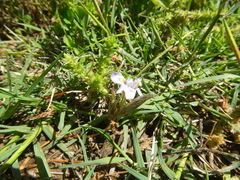 Moraea setifolia