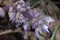 Trachystemon orientalis
