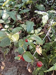 Smilax ferox