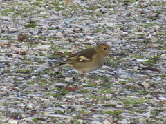 Fringilla coelebs