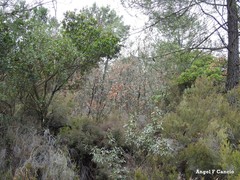 Erica australis