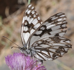 Melanargia occitanica