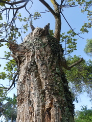 Erythrina abyssinica