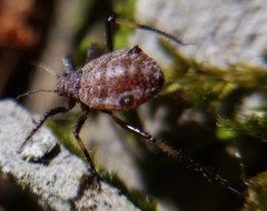 Uroleucon cirsii
