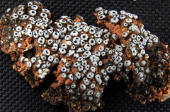 Acarospora thelococcoides