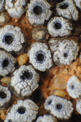 Acarospora thelococcoides