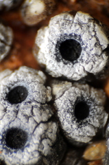 Acarospora thelococcoides