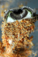 Acarospora thelococcoides