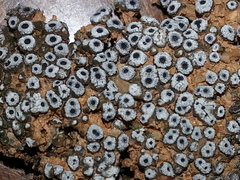 Acarospora thelococcoides