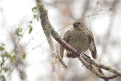 Platyspiza crassirostris