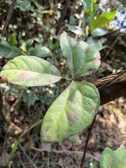 Sargentodoxa cuneata