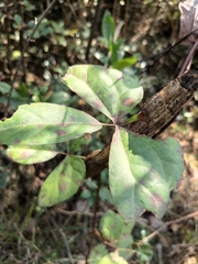 Sargentodoxa cuneata