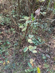 Sargentodoxa cuneata