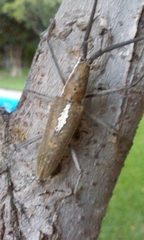 Neoptychodes trilineatus