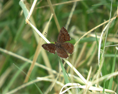 Calephelis arizonensis