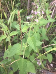 Teucrium vesicarium