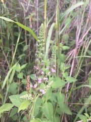 Teucrium vesicarium
