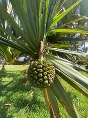 Pandanus