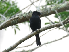Knipolegus nigerrimus