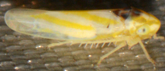 Erythridula noeva