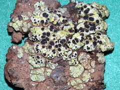 Acarospora schleicheri