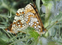 Melitaea deione