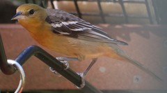 Icterus galbula image