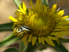 Heliophanus melinus