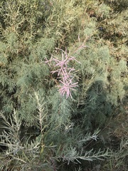 Tamarix parviflora