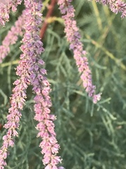 Tamarix parviflora