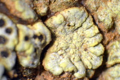 Acarospora schleicheri