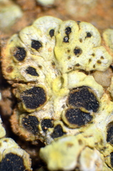 Acarospora schleicheri