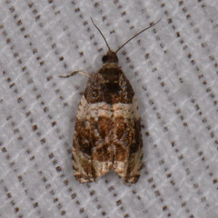 Olethreutes versicolorana