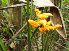 Stromanthe stromanthoides