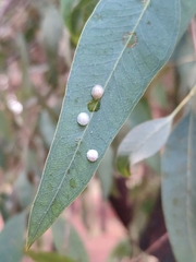 Glycaspis brimblecombei