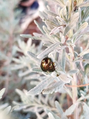 Chrysolina americana
