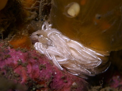 Favorinus blianus