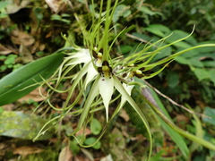 Brassia arcuigera