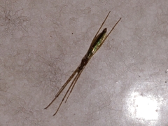 Styringomyia