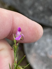 Polygala parkeri