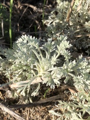 Artemisia pycnocephala