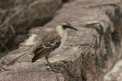 Mimus parvulus parvulus