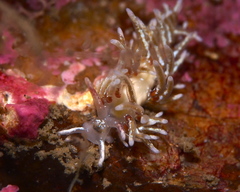 Rubramoena rubescens